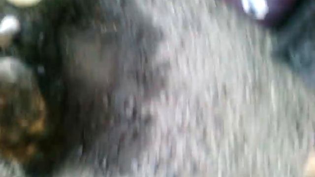 Трёхцветные коты и их мамаши))) смотреть онлайн