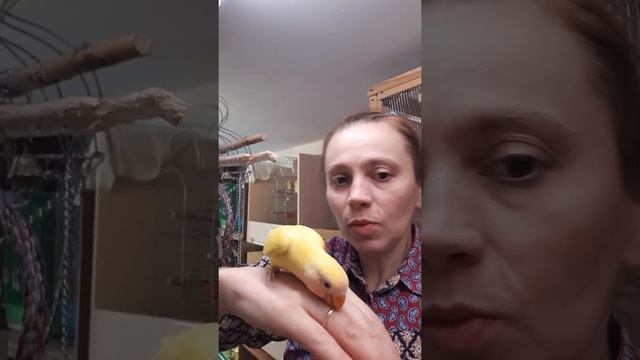 Неразлучник ркучной.Розовощекий лютино и маска зеленая с точкой на голове. смотреть онлайн