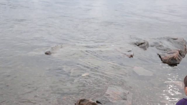 Кандалакша. Кормим тюленевидных с Викой. смотреть онлайн