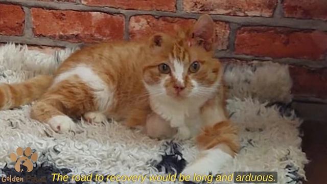 The Whole World Cried When They Learned the Story of This Cat! Goosebumps! смотреть онлайн
