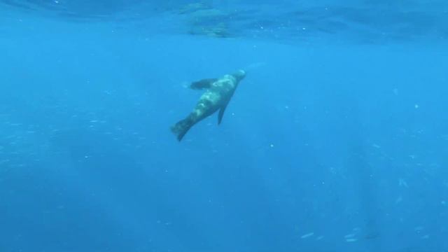 Ocean Life And Nature Documentary Amazing Underwater Marine Life Documentary.