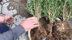 344. Размножение самшита делением куста. Мое новое приобретение.