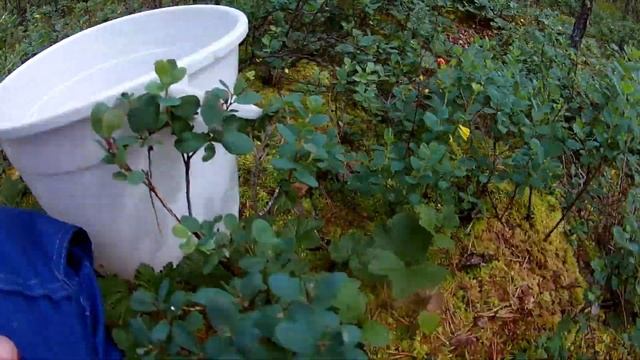 Морошка 2019 смотреть онлайн