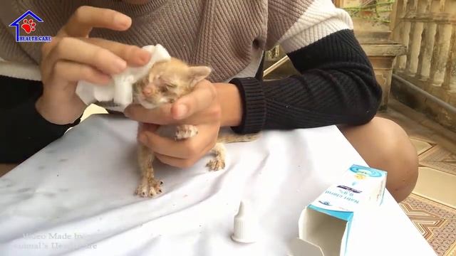 Bring light back for blind kitten after 1 day of rescue - God has blessed this kitten смотреть онлайн