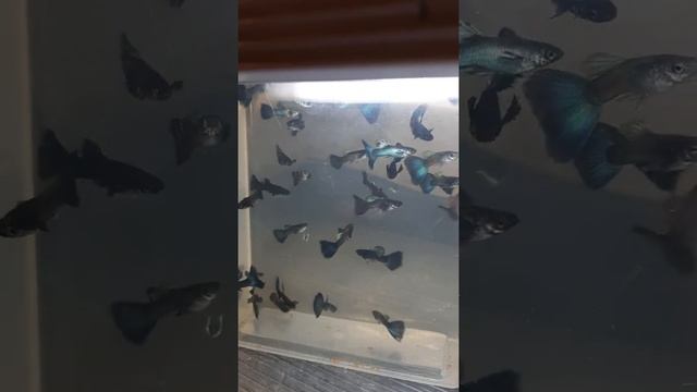 Молодые самцы гуппи Сине-зеленый Малахит? смотреть онлайн