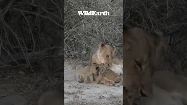 These lion cubs are adorable. смотреть онлайн