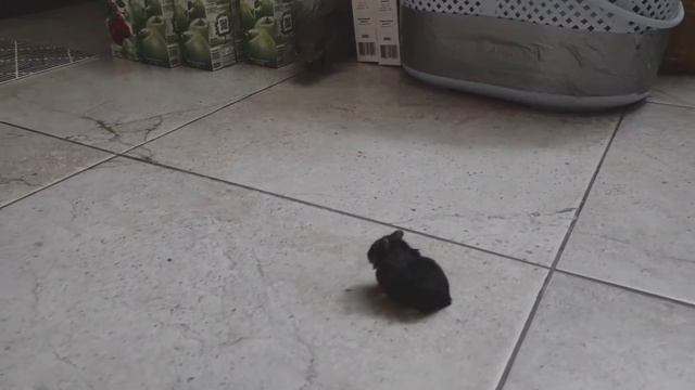 Варан капский (Varanus exanthematicus) смотреть онлайн