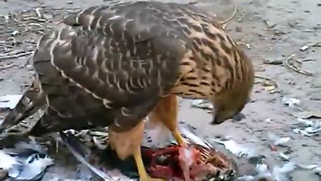 ЯСТРЕБ В ГОРОДЕ. смотреть онлайн