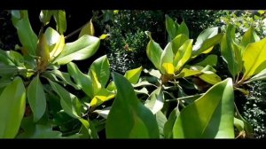 Магнолия грандифлора. первое цветение