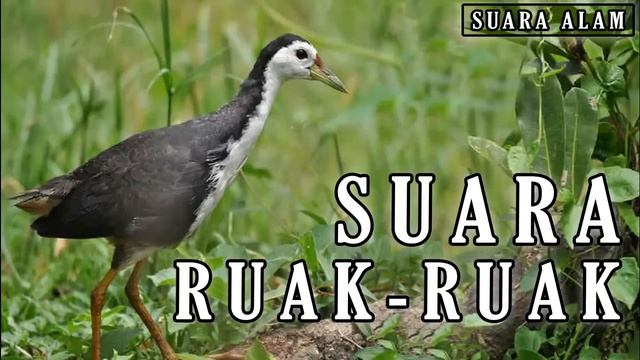 White-Breasted Waterhen Sound смотреть онлайн