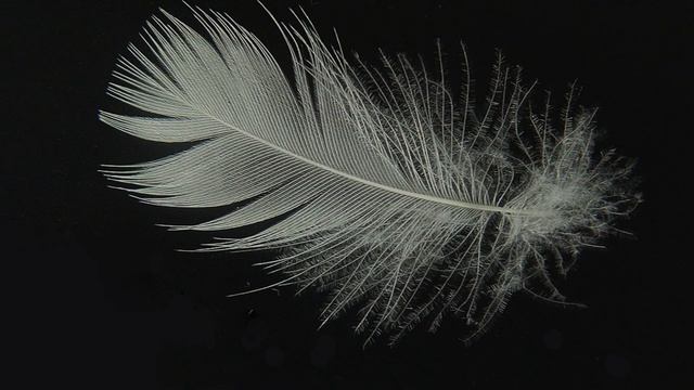Dance Analysis Dynamics (Weight) смотреть онлайн