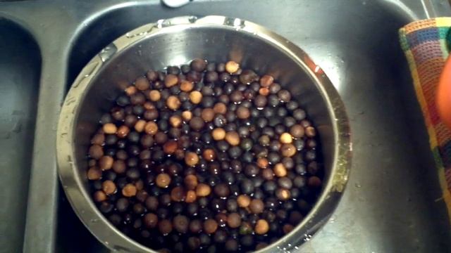 How to Germinate Tea Seeds (Camellia sinensis) Part 1 of 3 смотреть онлайн