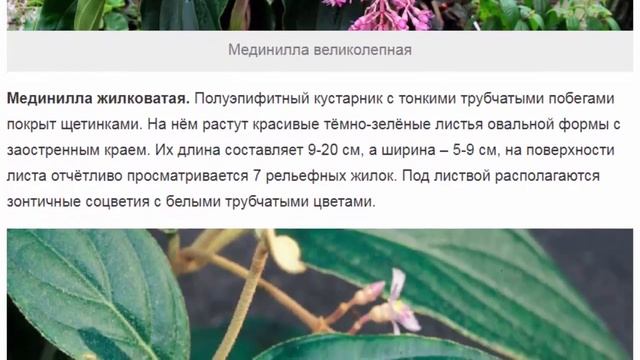 Мединилла – розовые грозди под сочной зеленью смотреть онлайн