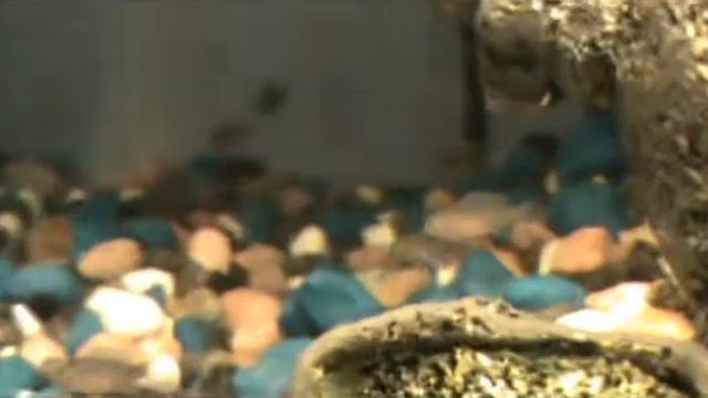 Cobalt Blue Zebra Cichlid-Pseudotropheus Zebra,Red top ice blue - Metraclima Greshakie FRY смотреть онлайн