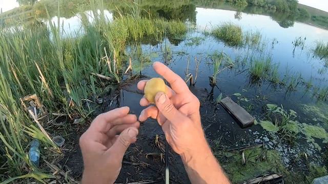 По 30 мая НЕРЕСТОВЫЙ запрет. Но 8 июня - НЕРЕСТ карася в Кемеровской обл. ПРОДОЛЖАЕТСЯ!!! смотреть онлайн