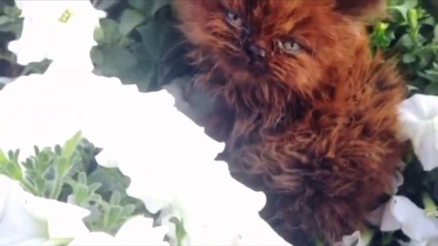 «Что я вам сделал?» Все воротили нос от этого котёнка. Но только посмотрите, во что он вырос! смотреть онлайн