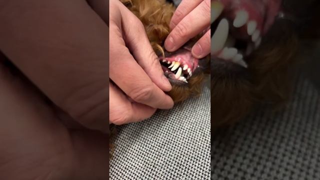 Нарушение смены молочных зубов у собак смотреть онлайн