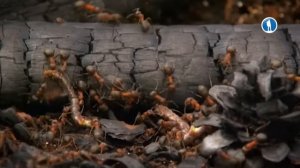 Мир насекомых (2017) (720p)