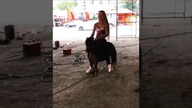 Modelo colombiana y un pony смотреть онлайн
