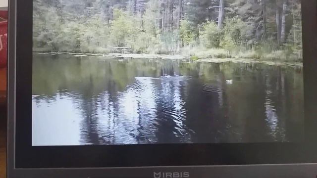 На Глуховке рай для уток смотреть онлайн