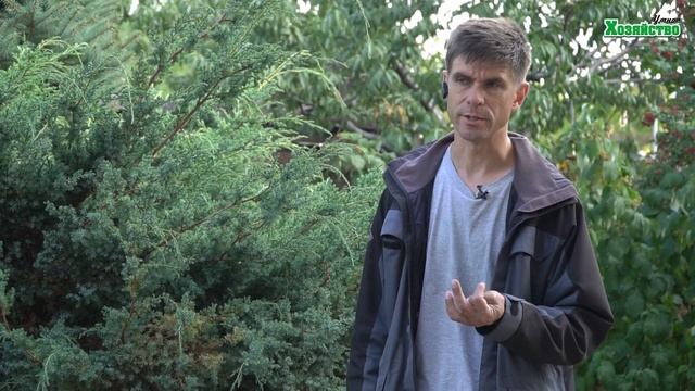 Уход за хвойными в конце лета. Болезни и вредители погибнут вмиг! смотреть онлайн