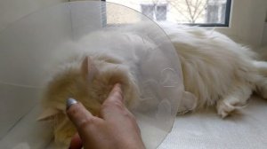 "Бинтуем" кошке лапу.  Шьем "колготки". Как забинтовать лапу животному.