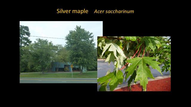 EMG College 2019 | Why Garden With Natives