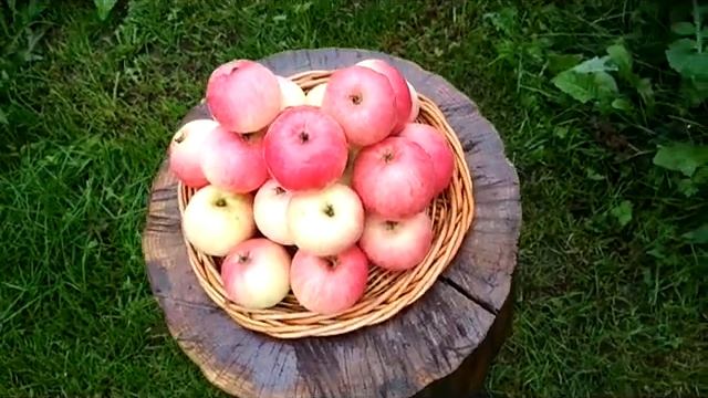 Летние сорта(part 3. Финал). 16 августа 2020 года. смотреть онлайн