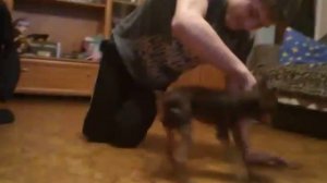 Собака напала на ребенка