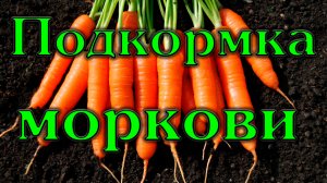 подкормка моркови-.mp4