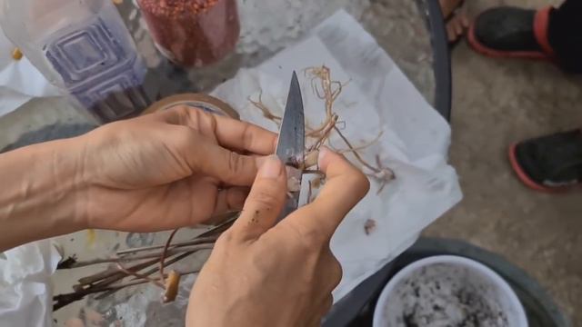 KARENA MAHAL MEREKA BELUM BERANI !! (Repotting, Rawat Aglaonema Lotus CS) смотреть онлайн