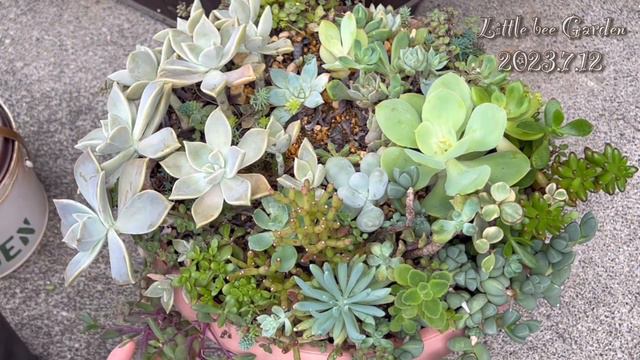 【多肉植物】7月の庭の多肉❣️【ガーデニング】 смотреть онлайн