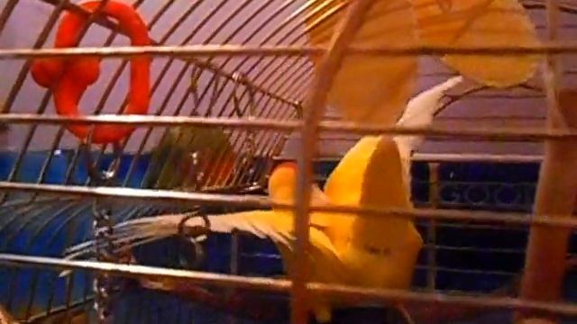 Самка попугая неразлучника завлекает самца смотреть онлайн