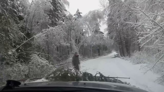 ДЕРЕВО УПАЛО НА ЗАСНЕЖЕННУЮ ДОРОГУ В ЛЕСУ смотреть онлайн