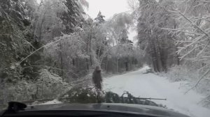 ДЕРЕВО УПАЛО НА ЗАСНЕЖЕННУЮ ДОРОГУ В ЛЕСУ