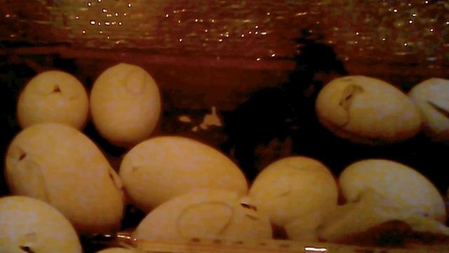 Инкубация гусят - танцы на яйцах! смотреть онлайн