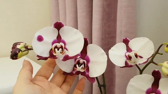 Орхидея САНТАНДЕР Phalaenopsis SANTANDER цветение орхидеи Orchid Orchids  фаленопсис