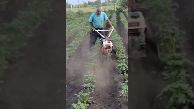 окучивание картошки с помощью мотоблока в деле смотреть онлайн