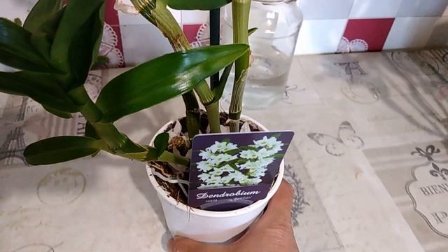 Как ухаживать за дендробиумом Нобиле после цветения. Обрезаем и размножаем.