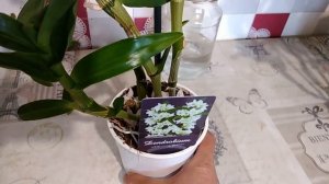 Как ухаживать за дендробиумом Нобиле после цветения. Обрезаем и размножаем.