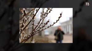 Как освятить вербу в домашних условиях: рекомендации священника Максима Первозванского