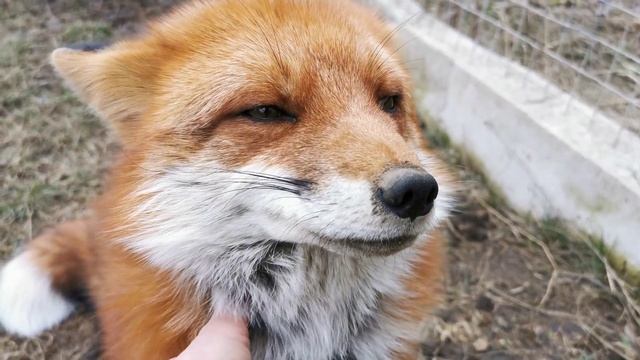 Что важно знать про содержание лисы в доме смотреть онлайн