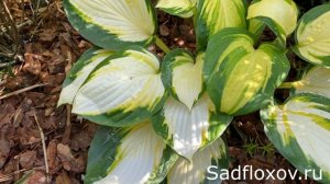 Must have хоста Колор Фестиваль (Color Festival)