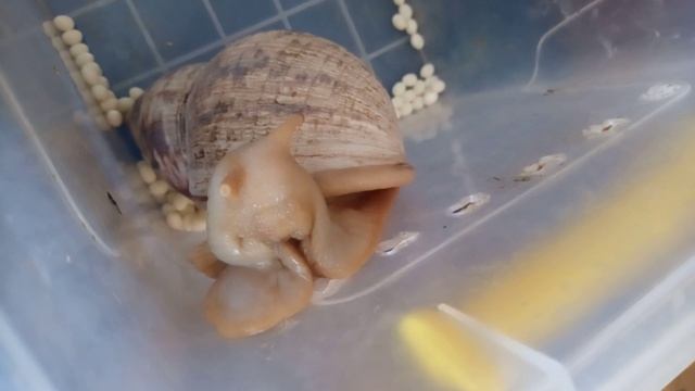 Улитка Ахатина делает кладку яиц(рожает)Кладка 150 яиц 10 августа 23 года.Улитки даром!!!