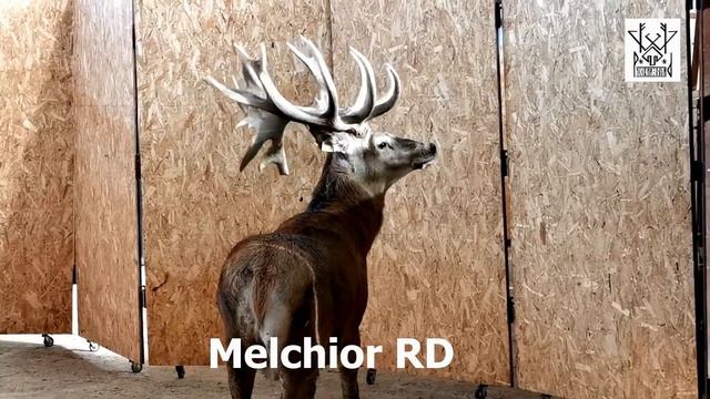 Мельхиор (Melchior RD). 5 рога. Сентябрь 2019 г. смотреть онлайн