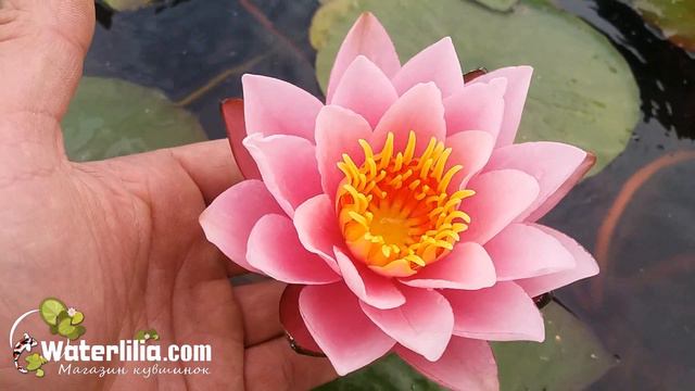 Новый сорт нимфея Pink Cream с класическими нежно розовыми цветами из моей коллекции нимфей смотреть онлайн