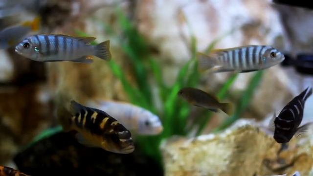 релаксация под музыку  аквариум  красивое виде для отдыха глаз