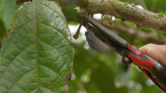 Conoce a Carlos Duarte Jaramillo productor de cacao en Carepa, Antioquia смотреть онлайн