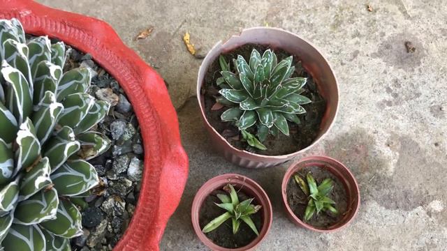 How to care for Agave Victoria Reginae | Agave propagation | royal agave смотреть онлайн