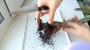 Адениум#Гниль